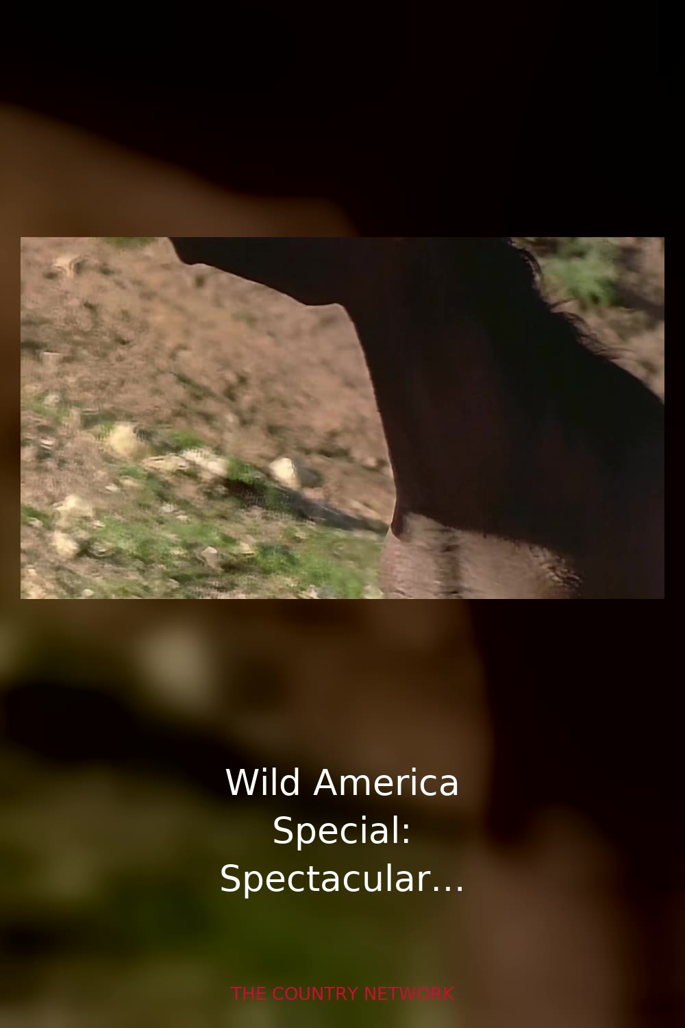 Wild America Special: Spectacular Showdowns