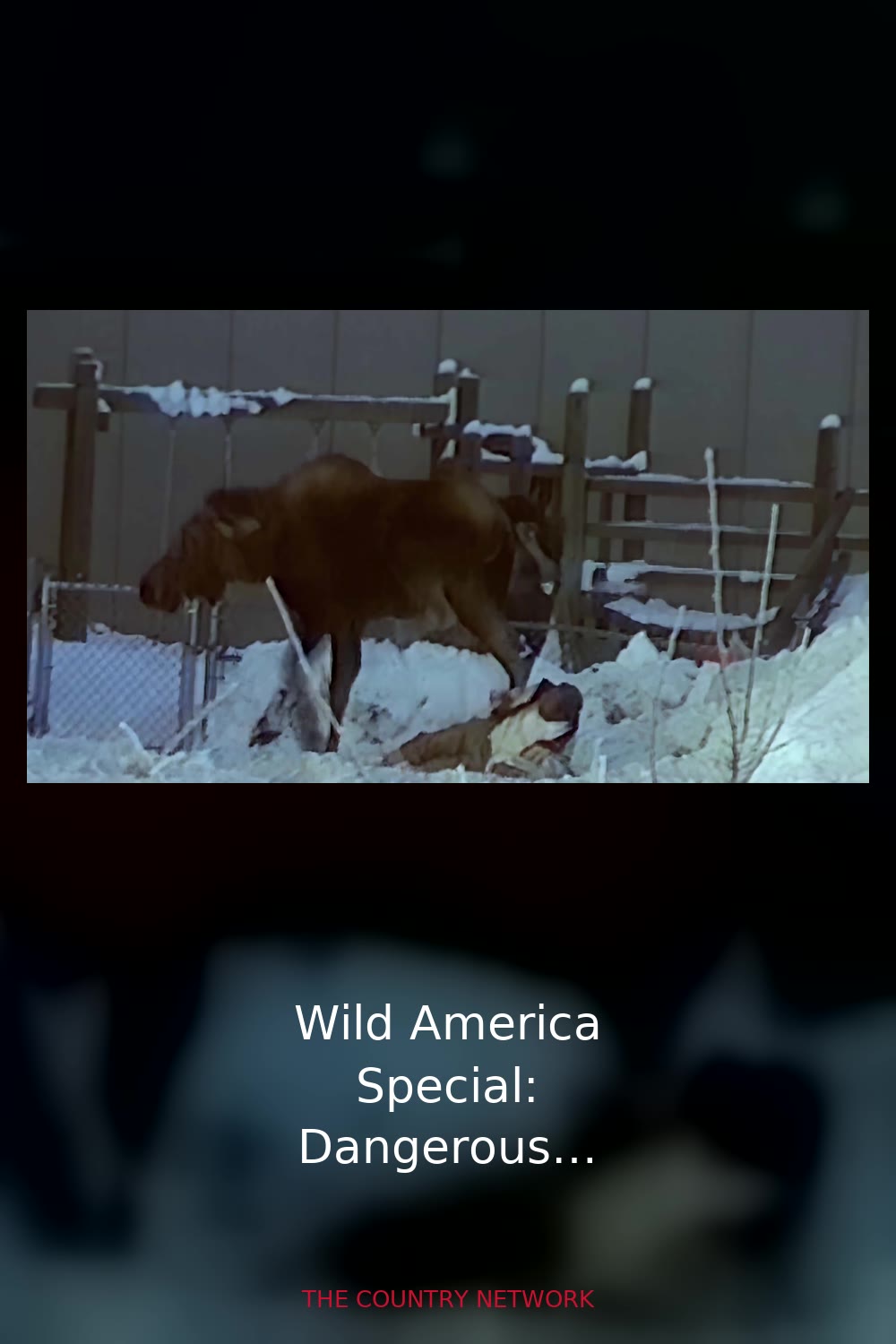 Wild America Special: Dangerous Encounters
